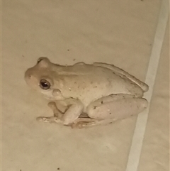 Litoria peronii at Pambula, NSW - 10 Apr 2025 11:15 PM