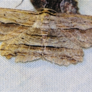 Euphronarcha luxaria at Bolivia, NSW - suppressed