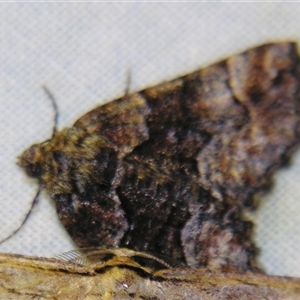 Gastrina cristaria at Bolivia, NSW - suppressed