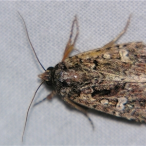 Ectopatria horologa (Nodding Saltbush Moth) by PJH123