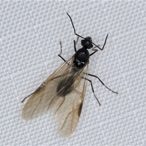Unverified Ant (Hymenoptera, Formicidae) at Melba, ACT - 8 Apr 2025 by kasiaaus