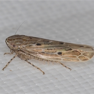 Cicadellidae (family) at Melba, ACT - 8 Apr 2025 by kasiaaus