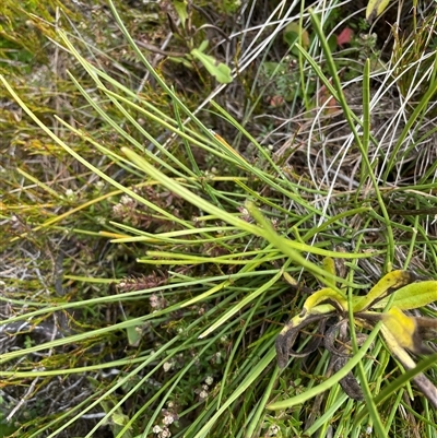 Gingidia harveyana at Cotter River, ACT - 10 Apr 2025 by nathkay