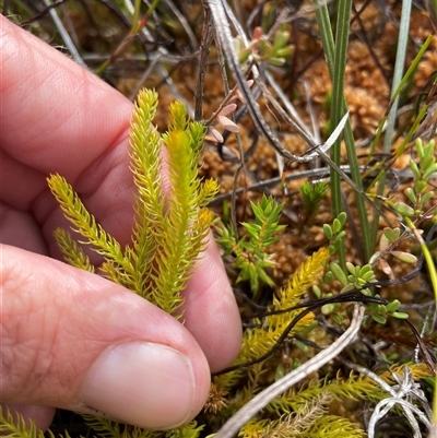 Austrolycopodium fastigiatum (Alpine Club Moss) at Cotter River, ACT - 10 Apr 2025 by nathkay