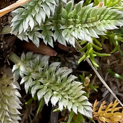Oreomyrrhis argentea (Silver Carraway) at Gooandra, NSW - 10 Apr 2025 by Jennybach