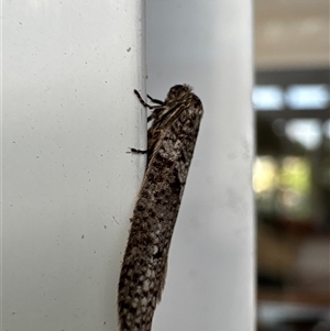 Unverified Moth (Lepidoptera) at Aranda, ACT - 8 Apr 2025 by Jubeyjubes