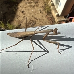 Tenodera australasiae (Purple-winged mantid) at Aranda, ACT - 6 Apr 2025 by Jubeyjubes