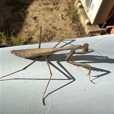 Tenodera australasiae (Purple-winged mantid) at Aranda, ACT - 6 Apr 2025 by Jubeyjubes