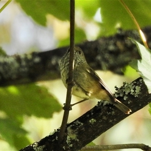 Acanthiza pusilla at Emerald, VIC - suppressed