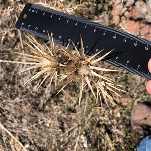 Unverified Plant at Crowther, NSW - 7 Apr 2025 by Frecko