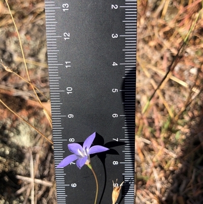 Wahlenbergia capillaris (Tufted Bluebell) at Crowther, NSW - 7 Apr 2025 by Frecko