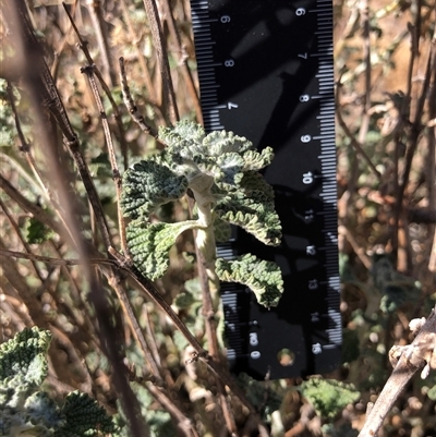 Marrubium vulgare (Horehound) at Crowther, NSW - 7 Apr 2025 by Frecko