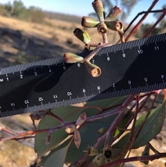 Eucalyptus albens (White Box) at Crowther, NSW - 7 Apr 2025 by Frecko