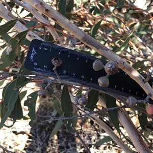 Eucalyptus dives at Crowther, NSW - 7 Apr 2025 by Frecko