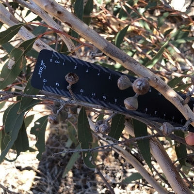 Eucalyptus macrorhyncha (Red Stringybark) at Crowther, NSW - 7 Apr 2025 by Frecko