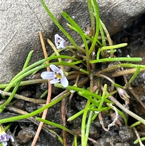 Limosella australis (Austral Mudwort) at Williamsdale, NSW - Yesterday by JaneR