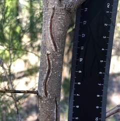Callitris endlicheri at Crowther, NSW - 4 Apr 2025 11:29 AM