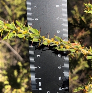 Unverified Wattle at Crowther, NSW - 4 Apr 2025 by Frecko