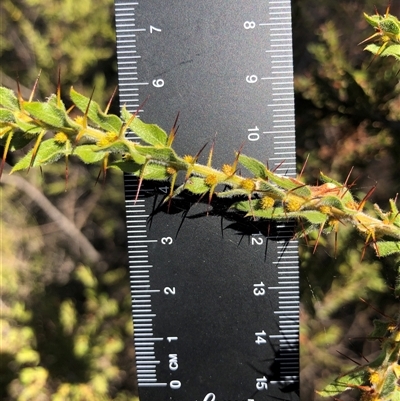 Acacia paradoxa (Kangaroo Thorn) at Crowther, NSW - 4 Apr 2025 by Frecko