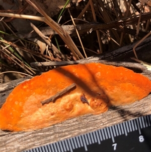 Trametes coccinea at Crowther, NSW - 4 Apr 2025 11:19 AM