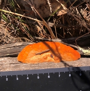 Trametes coccinea at Crowther, NSW - 4 Apr 2025 11:19 AM