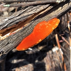 Trametes coccinea at Crowther, NSW - 4 Apr 2025 11:19 AM