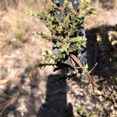 Pultenaea procumbens (Bush Pea) at Crowther, NSW - 4 Apr 2025 by Frecko