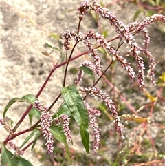 Persicaria lapathifolia (Pale Knotweed) at Williamsdale, NSW - 10 Apr 2025 by JaneR