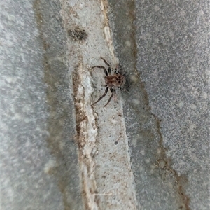 Cymbacha ocellata at Lawson, ACT - Yesterday by mroseby
