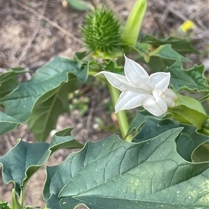 Datura stramonium at Williamsdale, NSW - Yesterday by JaneR