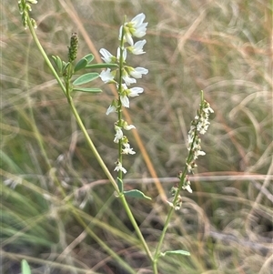 Melilotus albus at Williamsdale, ACT - Yesterday by JaneR