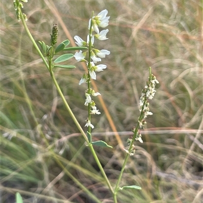 Melilotus albus (Bokhara) at Williamsdale, ACT - 10 Apr 2025 by JaneR