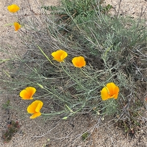 Eschscholzia californica at Williamsdale, NSW - Yesterday by JaneR