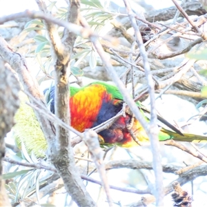 Trichoglossus moluccanus at Tuross Head, NSW - 8 Apr 2025 05:45 PM