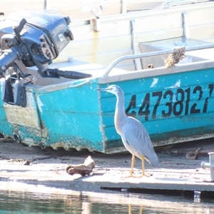 Egretta novaehollandiae at Tuross Head, NSW - 9 Apr 2025 10:09 AM