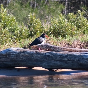 Haematopus longirostris at Bodalla, NSW - suppressed
