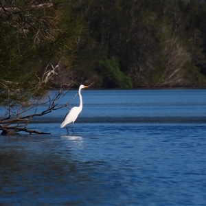 Ardea alba at Bodalla, NSW - 9 Apr 2025 10:24 AM