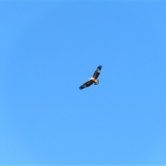 Haliaeetus leucogaster at Bodalla, NSW - 9 Apr 2025 10:28 AM
