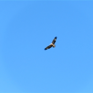 Haliaeetus leucogaster at Bodalla, NSW - 9 Apr 2025 10:28 AM