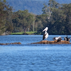 Anhinga novaehollandiae at Bodalla, NSW - 9 Apr 2025 11:23 AM