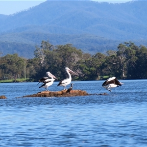 Phalacrocorax sulcirostris at Bodalla, NSW - 9 Apr 2025 11:25 AM