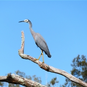 Egretta novaehollandiae at Bodalla, NSW - 9 Apr 2025 11:24 AM