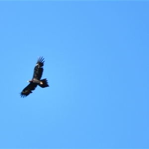 Aquila audax at Bodalla, NSW - 9 Apr 2025 12:03 PM