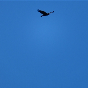 Aquila audax at Bodalla, NSW - 9 Apr 2025 12:03 PM
