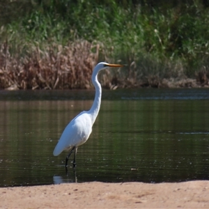 Ardea alba at Bodalla, NSW - 9 Apr 2025 12:19 PM