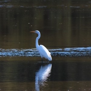 Ardea alba at Bodalla, NSW - 9 Apr 2025 12:19 PM
