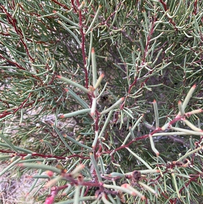 Hakea microcarpa (Small-fruit Hakea) at Gooandra, NSW - 10 Apr 2025 by Jennybach