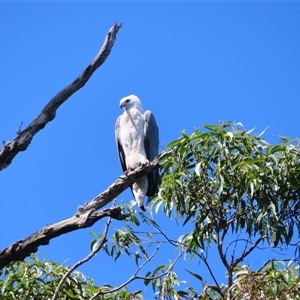 Haliaeetus leucogaster at Bodalla, NSW - 9 Apr 2025 01:27 PM