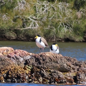 Vanellus miles at Bodalla, NSW - 9 Apr 2025 02:03 PM