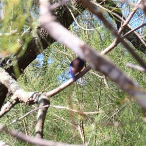 Ceyx azureus at Bodalla, NSW - 9 Apr 2025 02:17 PM